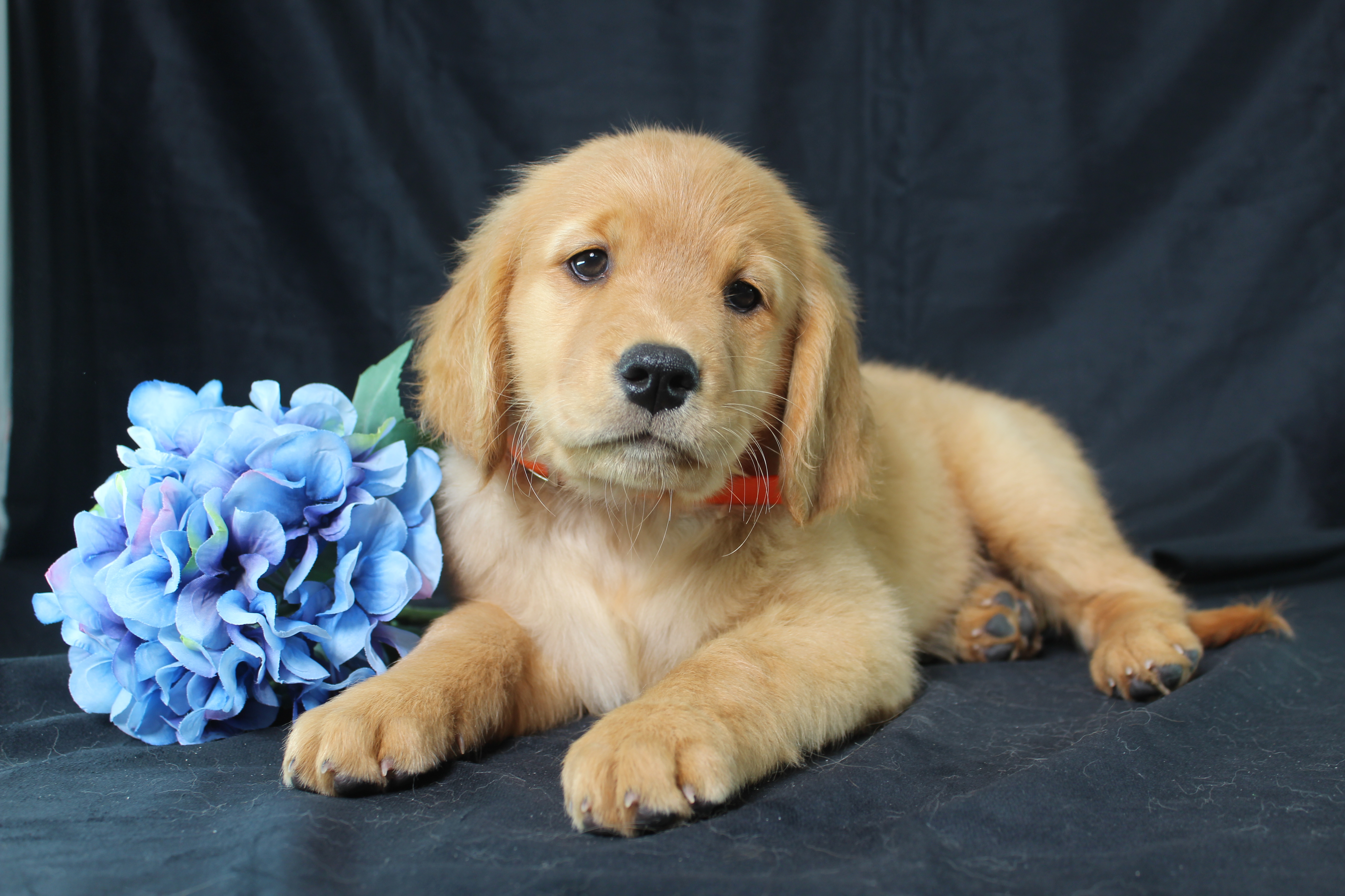 puppy, for, sale, Miniature Golden Retriever, Ivan J. Stoltzfus, dog, breeder, Dornsife, PA, dog-breeder, puppy-for-sale, forsale, nearby, find, puppyfind, locator, puppylocator, aca